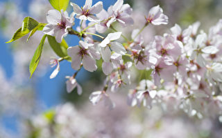 組圖：紐約布魯克林植物園櫻花盛開