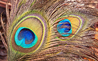 组图：孔雀的羽毛漂亮 微观下更美