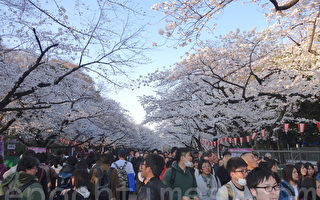 组图：樱花满开 东京上野公园人潮挤爆