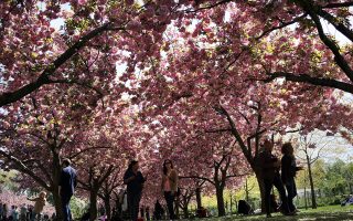 布碌崙櫻花節週末登場 體驗日本風情