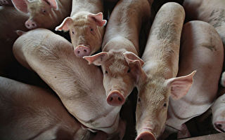 非洲猪瘟持续蔓延 广西再发生疫情
