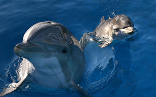 维州沿海海豚体内含氟量全球最高