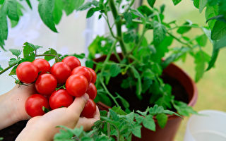 西红柿, 番茄