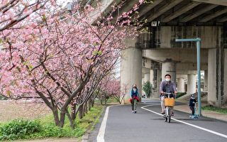 竹市三大賞櫻勝地櫻花陸續綻放 花期到4月