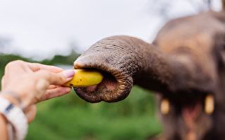 柏林動物園的大象吃香蕉會剝皮 太熟的拒吃