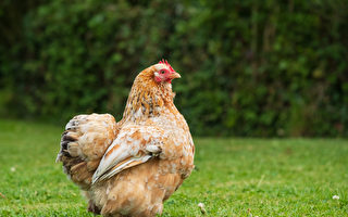 禽流感蔓延到堪培拉居民家后院