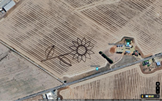 国庆日献礼：南澳一农民创作50公顷澳洲图案