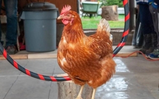 创吉尼斯纪录 加拿大一只母鸡成最聪明的鸡